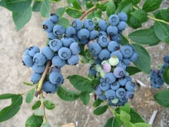 四门塔片区---济南百瑞蓝莓
