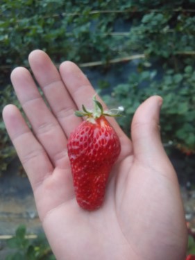 草莓大笑.jpg